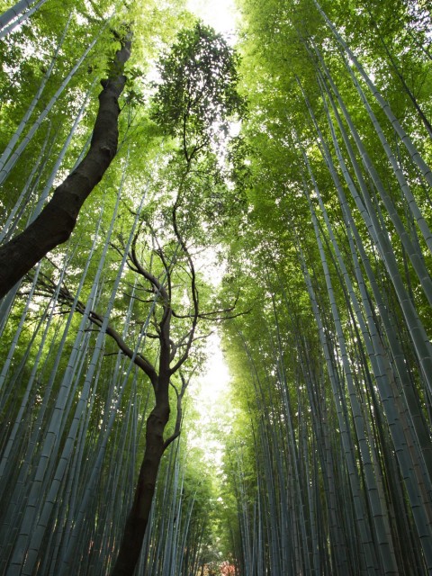 How Landscapers Keep Trees Looking Green and Healthy